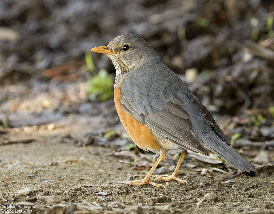 Grey-backed Thrush, identification