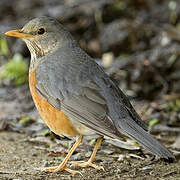 Grey-backed Thrush