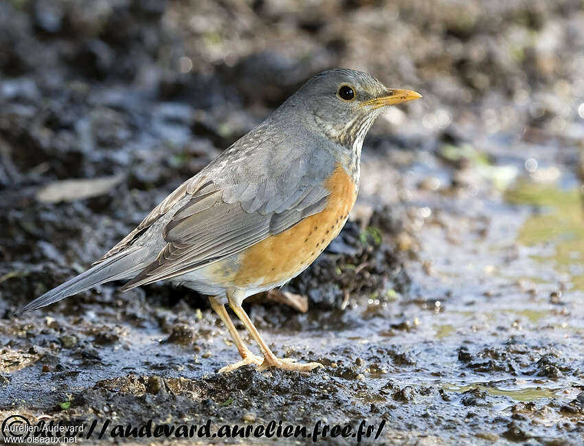 Grey-backed Thrush male Second year, identification