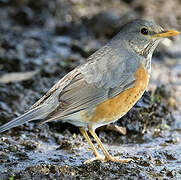 Grey-backed Thrush