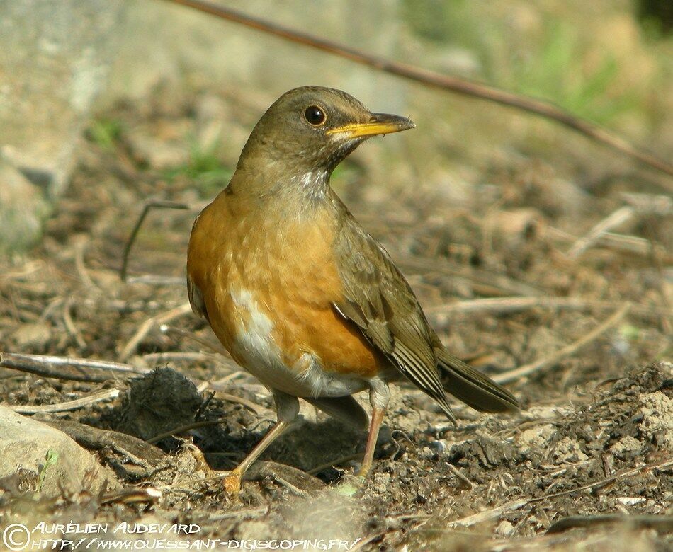 Merle à flancs roux, identification