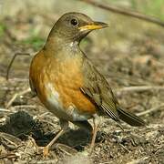 Brown-headed Thrush