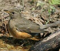 Brown-headed Thrush