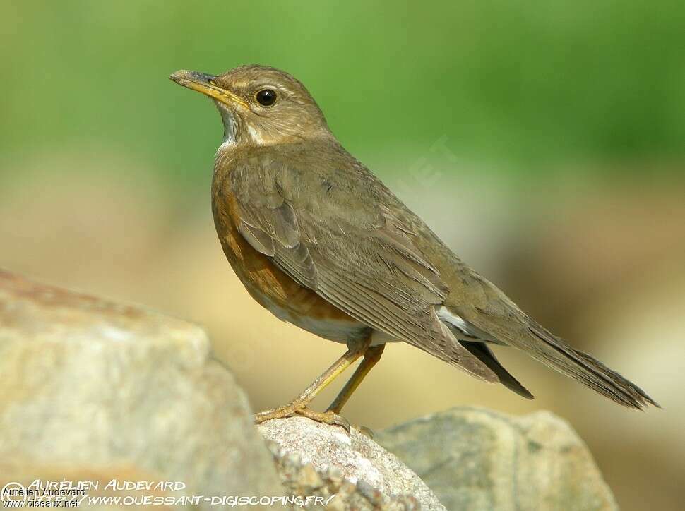 Brown-headed Thrush female adult, identification