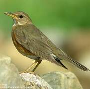 Brown-headed Thrush