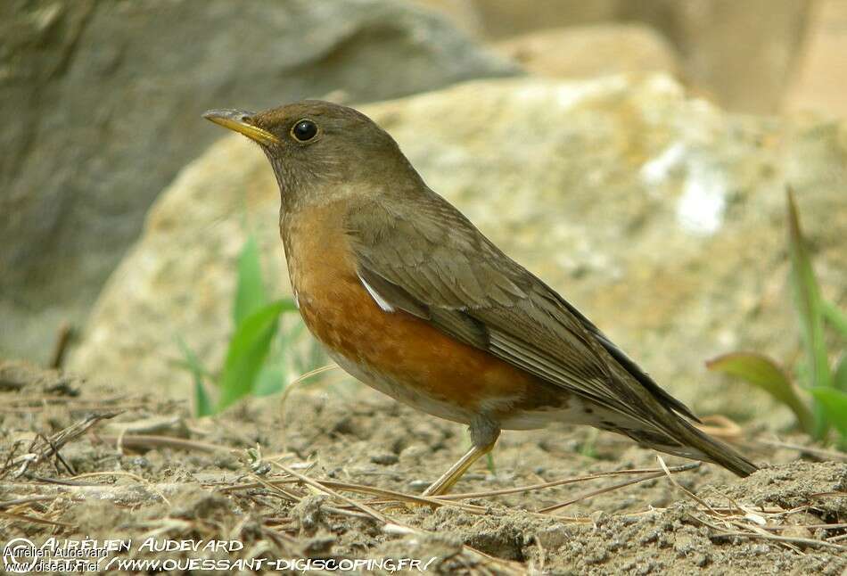 Brown-headed Thrush male adult breeding, identification