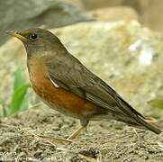 Brown-headed Thrush