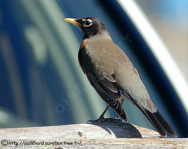 American Robin