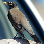 American Robin