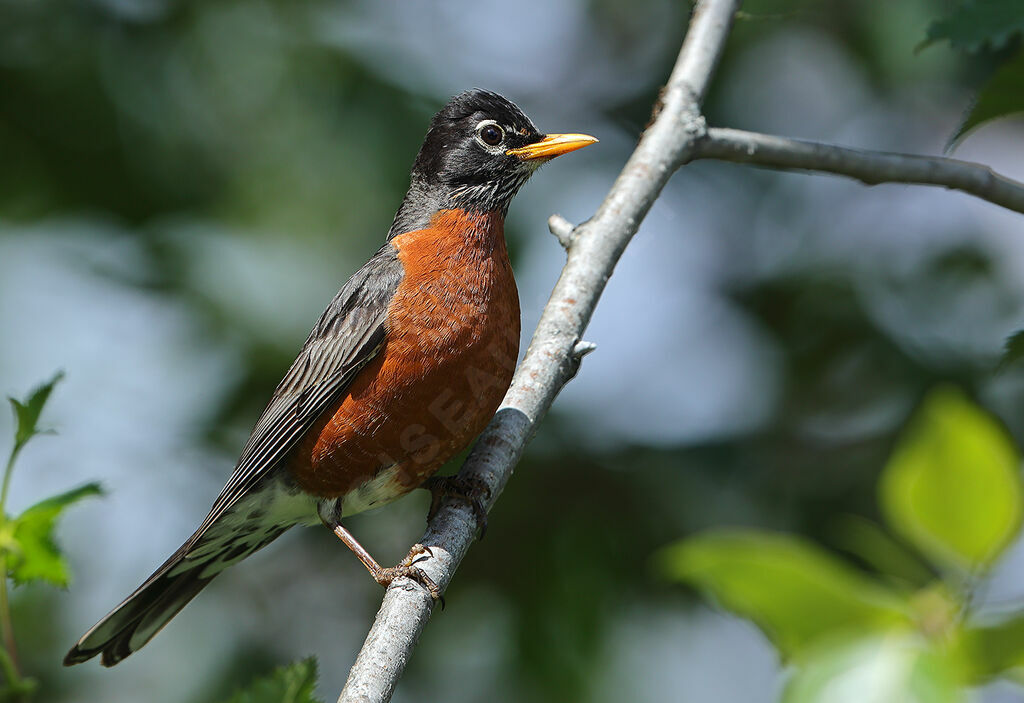 American Robin