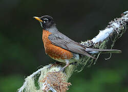 American Robin