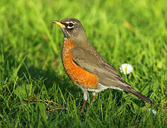 American Robin