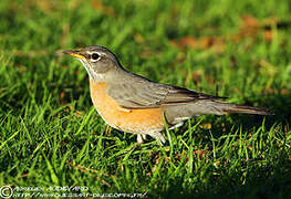 American Robin