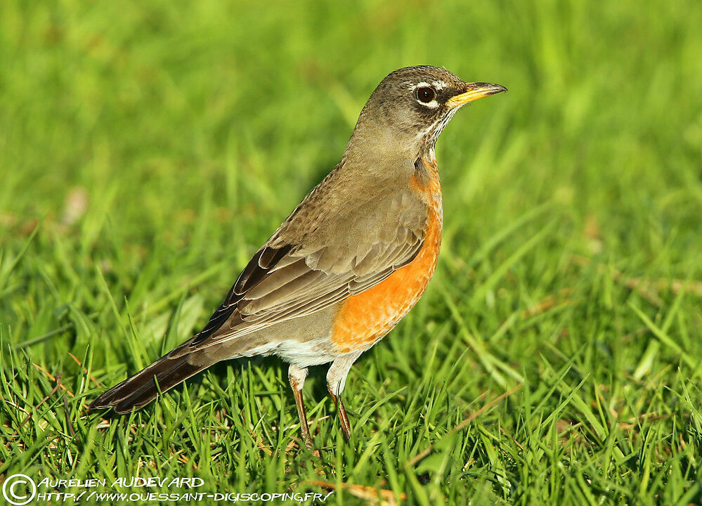 American Robin