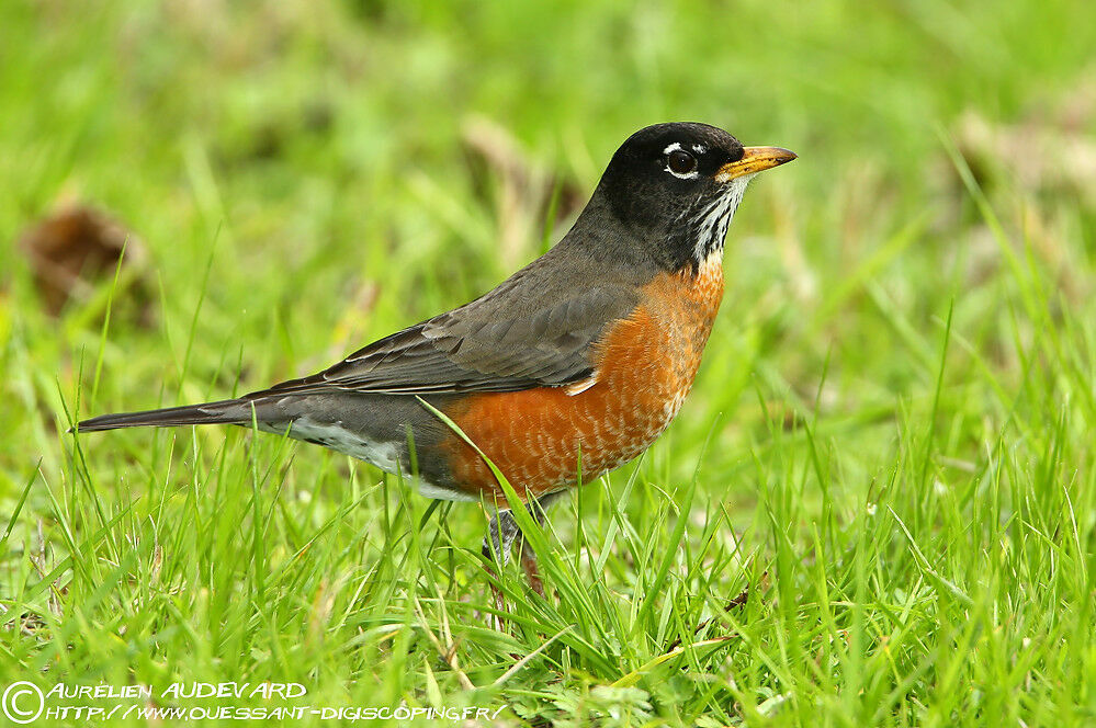 American Robin