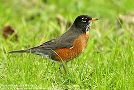 American Robin