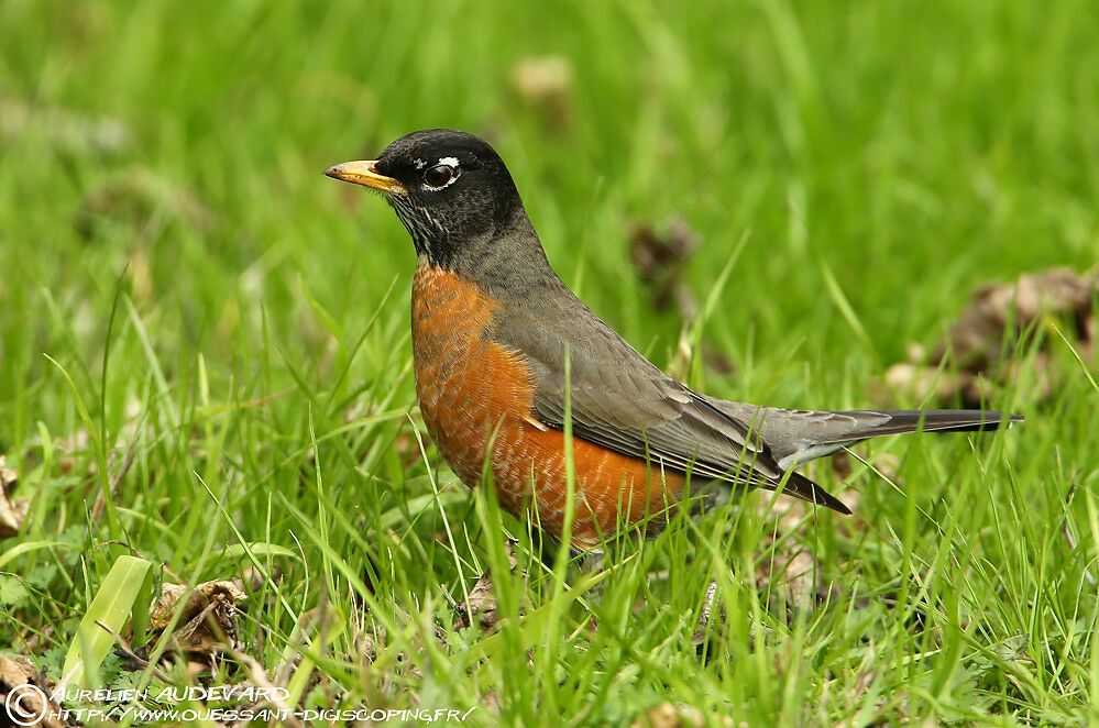 American Robin