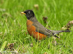 American Robin