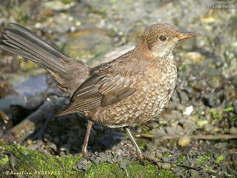 Common Blackbird