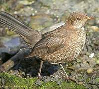 Common Blackbird