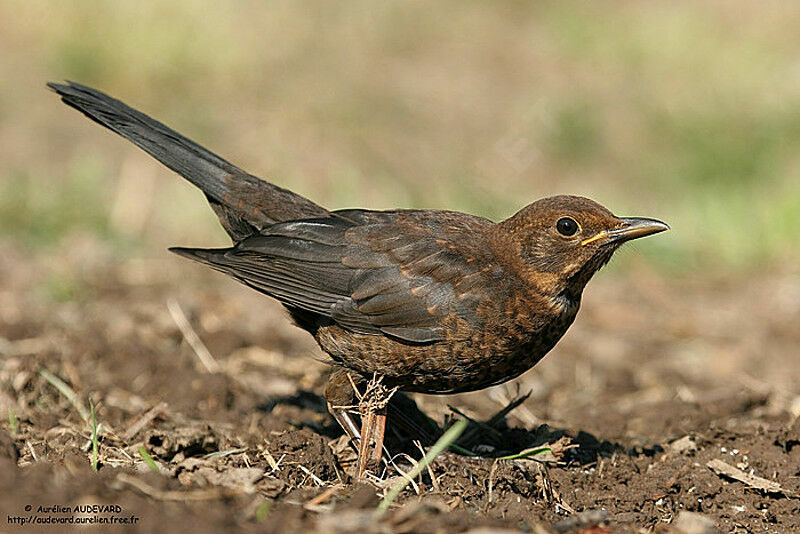 Common Blackbird