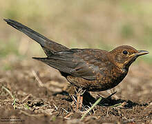 Common Blackbird