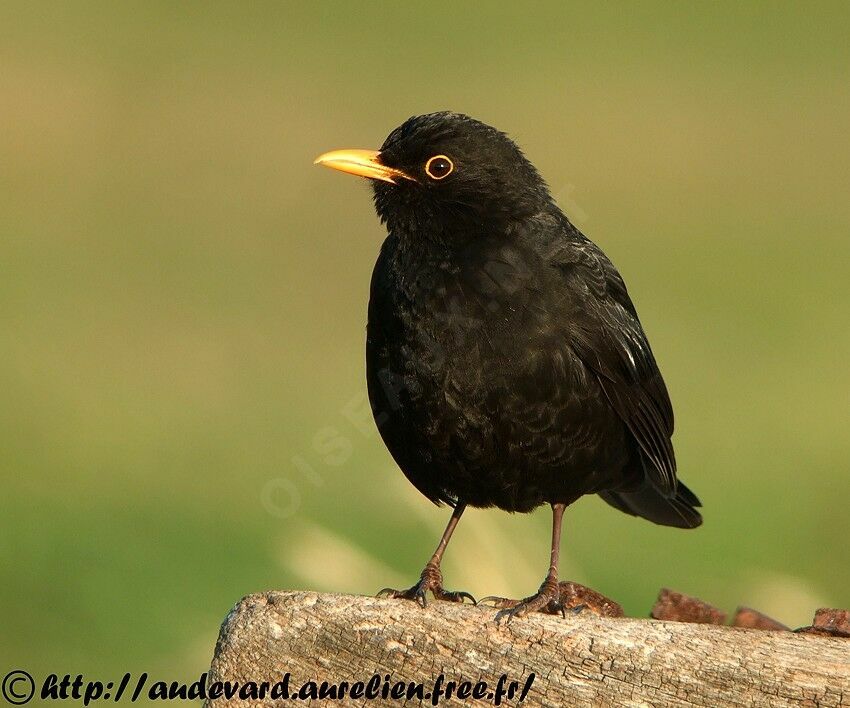 Common Blackbird