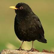 Common Blackbird