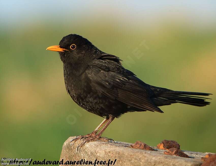 Common Blackbird male adult breeding, identification