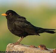 Common Blackbird