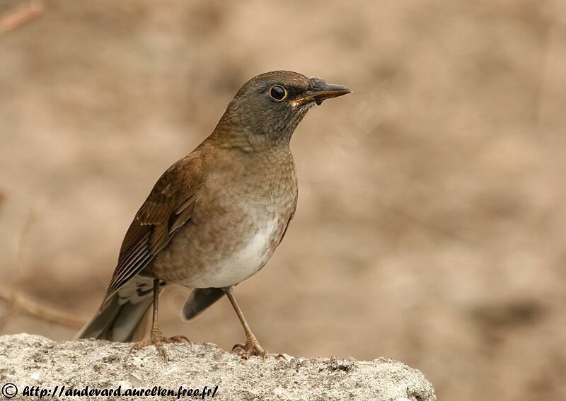 Pale Thrush