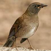 Pale Thrush