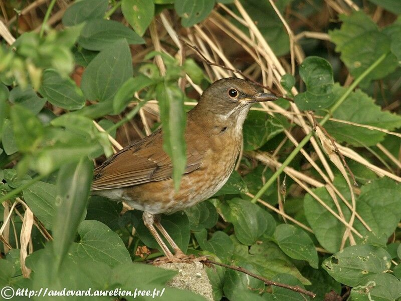 Pale Thrush