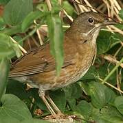 Pale Thrush