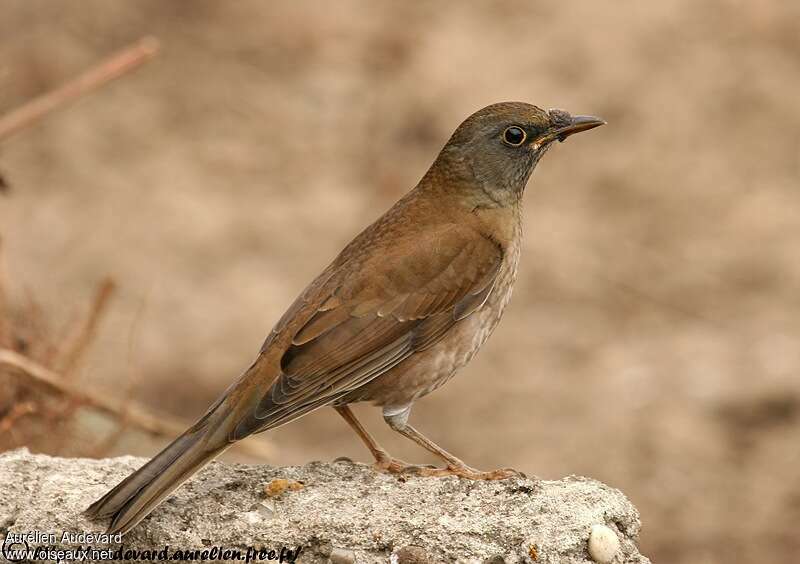 Pale Thrush, identification