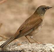 Pale Thrush