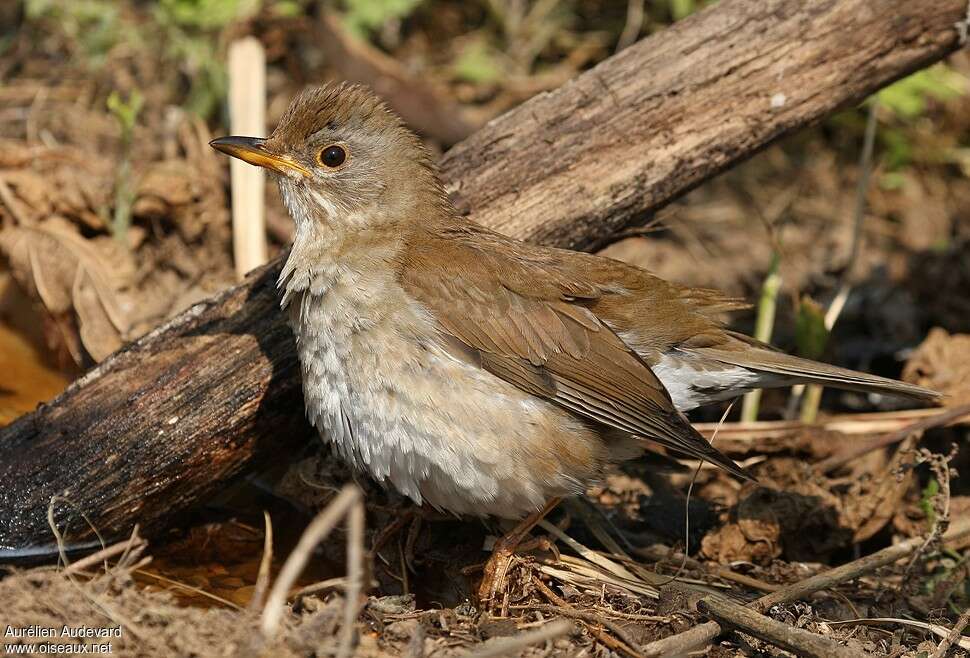 Pale Thrush female adult breeding, identification