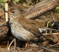 Pale Thrush