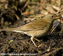 Pale Thrush