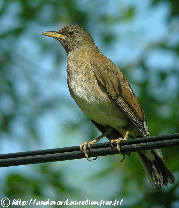 Merle pâle, identification