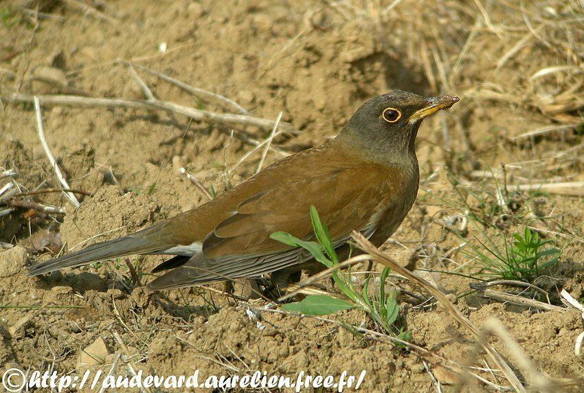 Pale Thrush male adult breeding, identification