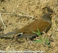 Pale Thrush