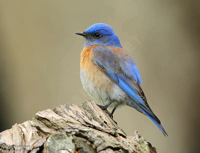 Western Bluebird male adult, identification