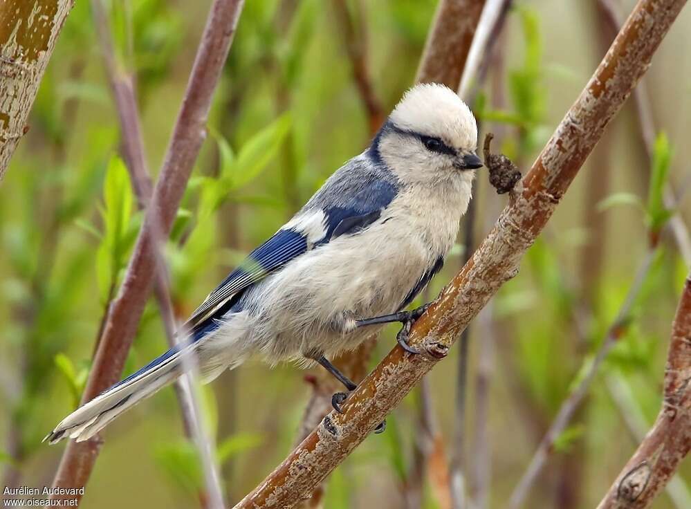 Mésange azuréeadulte nuptial, pigmentation