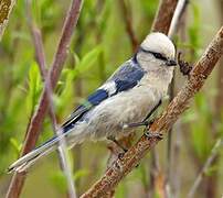 Azure Tit