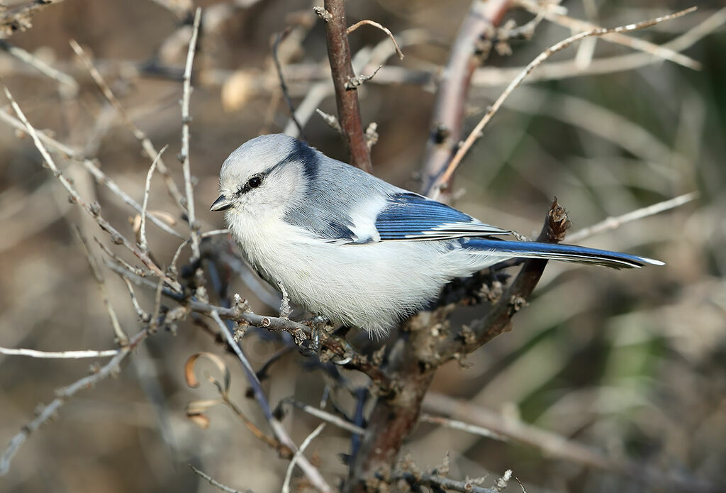 Mésange azurée