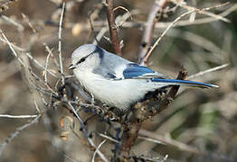 Azure Tit