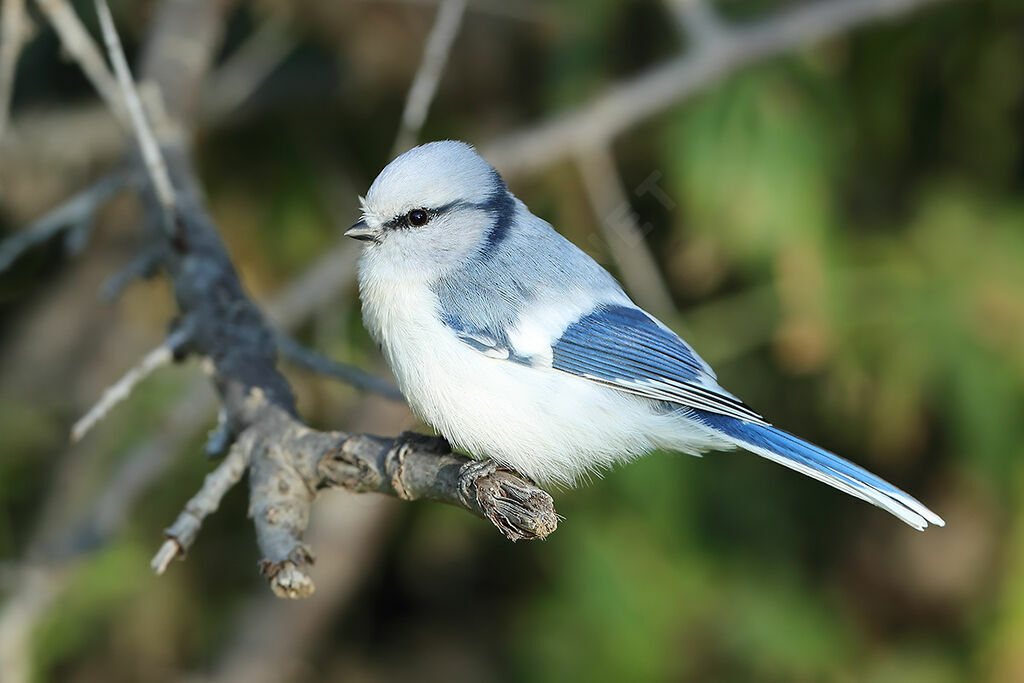 Mésange azurée, identification