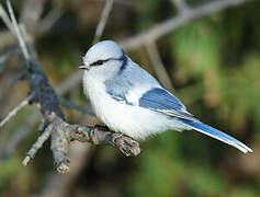 Azure Tit