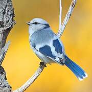 Azure Tit